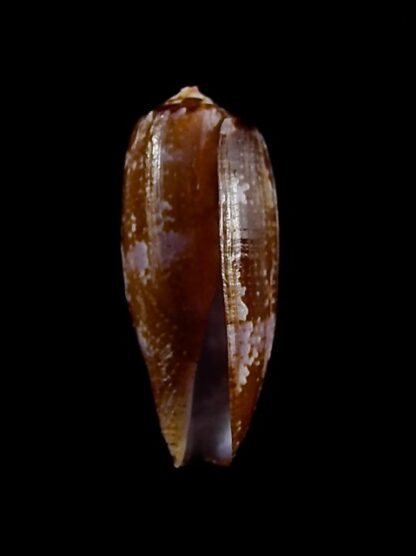 Conus obscurus 23,1 mm Gem-35191