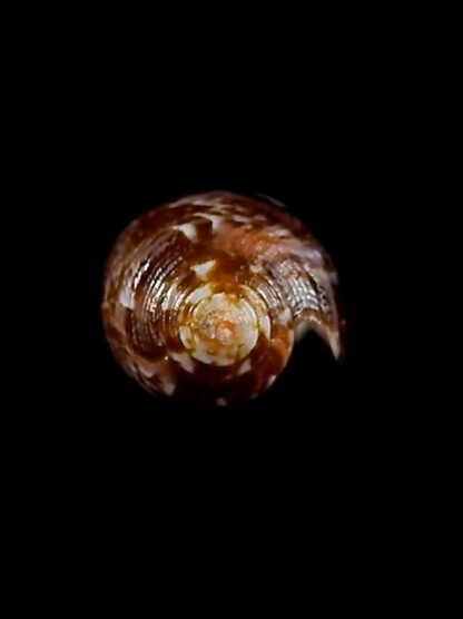 Conus obscurus 23,1 mm Gem-35192