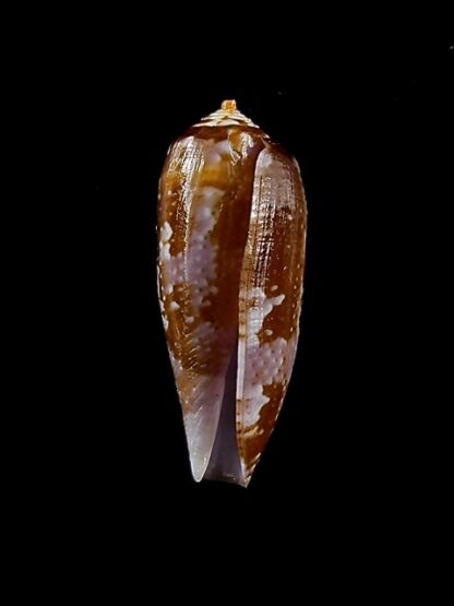 Conus obscurus 23,4 mm Gem-35200