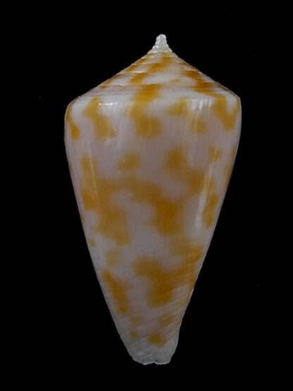 Austroconus sydneyensis 27,3 mm Gem-35211