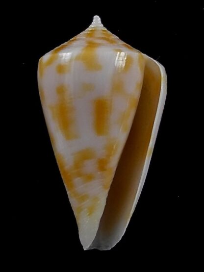 Austroconus sydneyensis 27,3 mm Gem-35212