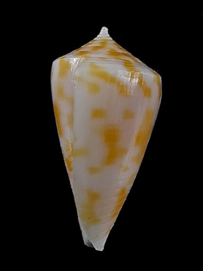 Austroconus sydneyensis 27,3 mm Gem-35210