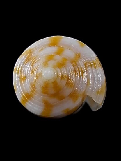 Austroconus sydneyensis 27,3 mm Gem-35213