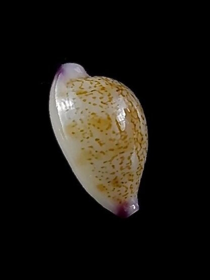 Purpuradusta barbieri ... 11,5 mm gem -35221