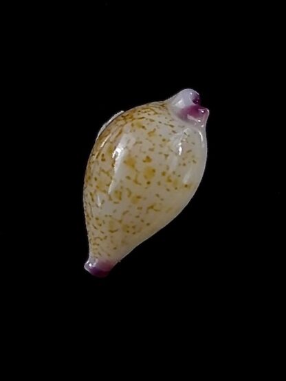 Purpuradusta barbieri ... 11,5 mm gem -35224