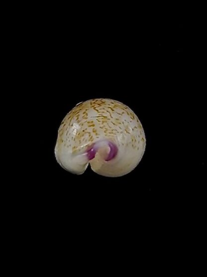 Purpuradusta barbieri ... 11,5 mm gem -35223