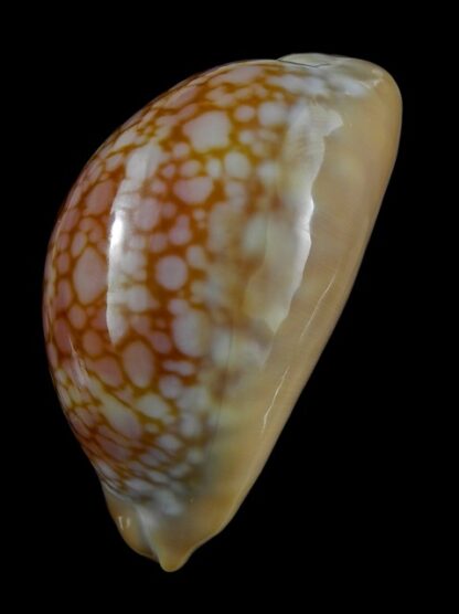 Lyncina broderipii somalica 65,4 mm GEM -35435