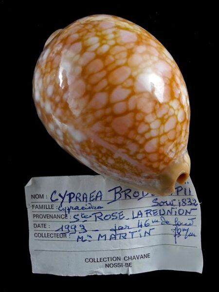Lyncina broderipii ... Reunion ... 75 mm Gem (-)-0