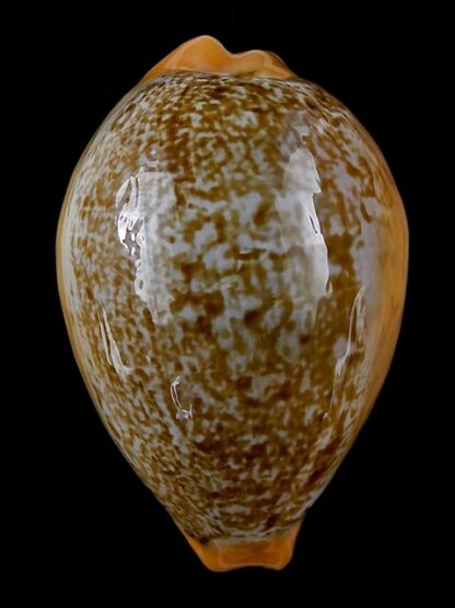 Austrasiatica langfordi poppeorum ...GIANT... 64,1 mm Gem-35489