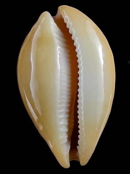 Austrasiatica langfordi poppeorum ...GIANT... 64,1 mm Gem-35486