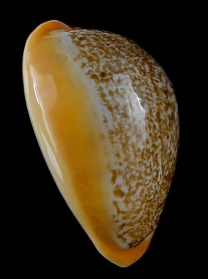 Austrasiatica langfordi poppeorum ...GIANT... 64,1 mm Gem-35488