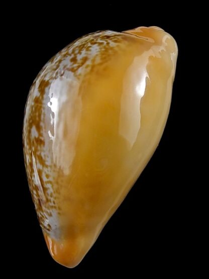 Austrasiatica langfordi poppeorum ...GIANT... 64,1 mm Gem-35487