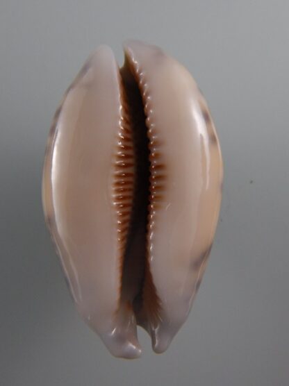 Mauritia eglantina N&R 59,2 mm Gem-35572