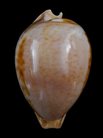 Nesiocypraea teramachii polyphemus 57,2 mm Gem-35556