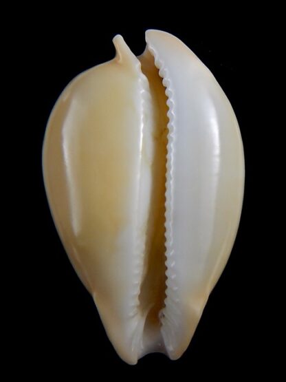 Nesiocypraea teramachii polyphemus 57,2 mm Gem-35557