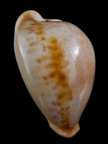 Nesiocypraea teramachii polyphemus 57,2 mm Gem-35558