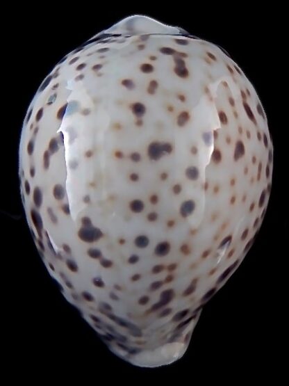 Cypraea tigris pardalina 95,8 mm Gem (-)-35672