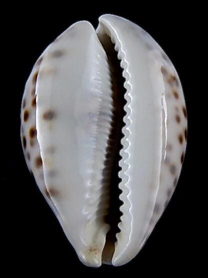 Cypraea tigris pardalina 95,8 mm Gem (-)-35673