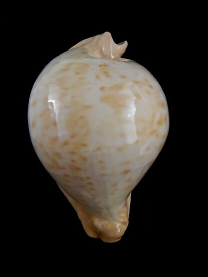 Umbilia petilirostris 77,6 mm Gem-35713
