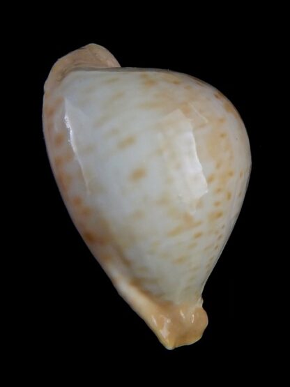 Umbilia petilirostris 77,6 mm Gem-35716