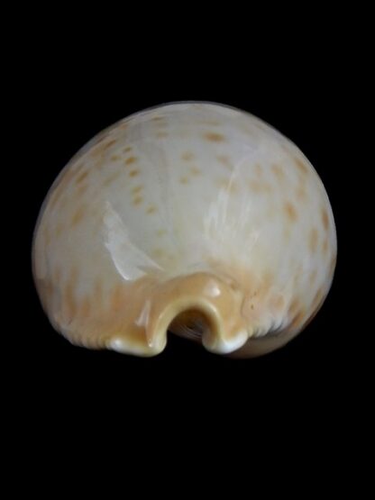 Umbilia petilirostris 77,6 mm Gem-35718