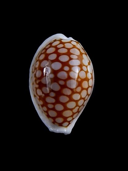 Cribrarula cribraria gravida 24,5 mm Gem-35701