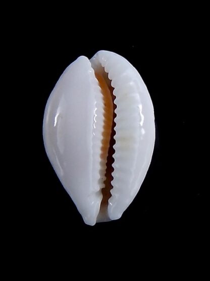 Cribrarula cribraria gravida 24,5 mm Gem-35705