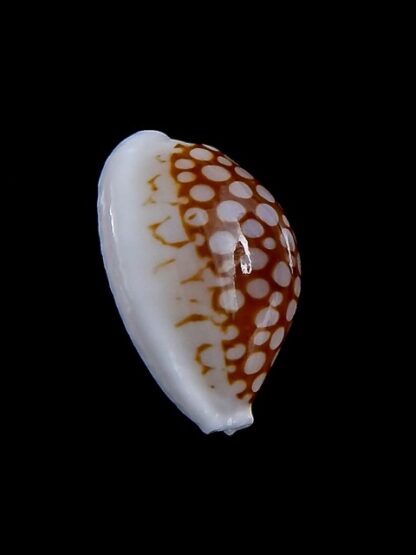 Cribrarula cribraria gravida 24,5 mm Gem-35702