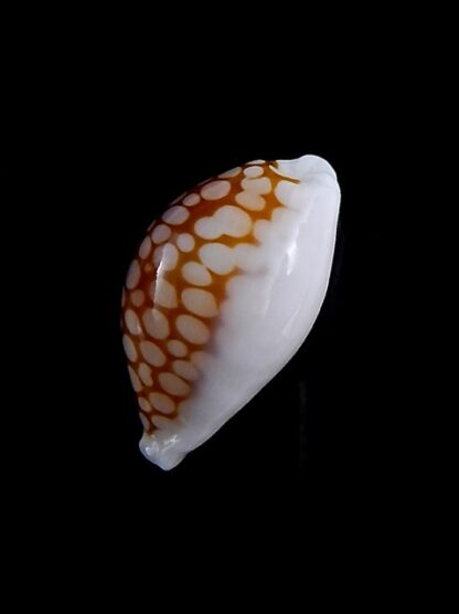 Cribrarula cribraria gravida 24,5 mm Gem-35700