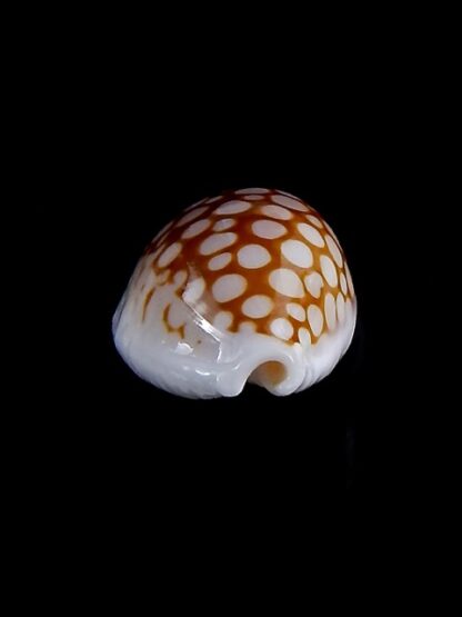 Cribrarula cribraria gravida 24,5 mm Gem-35704