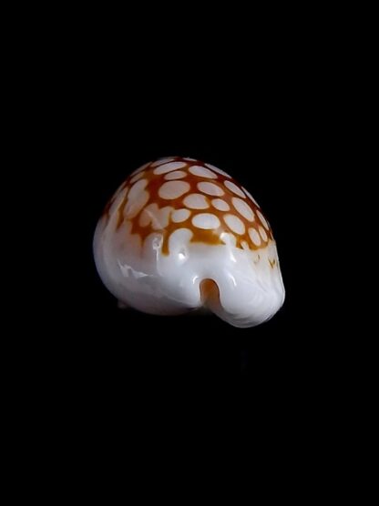 Cribrarula cribraria gravida 24,5 mm Gem-35703