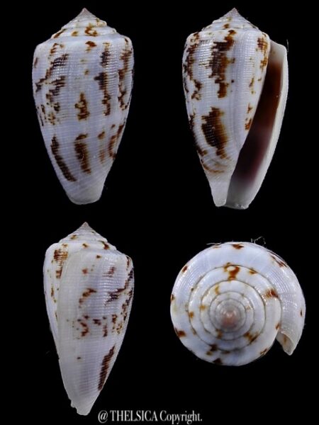 Floraconus anemone novaehollandiae 32,4 mm Gem (-)-0