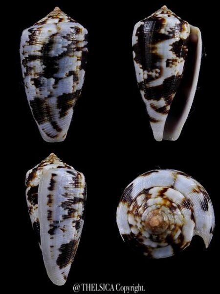 Floraconus anemone novaehollandiae 34,7 mm F+++/Gem-0