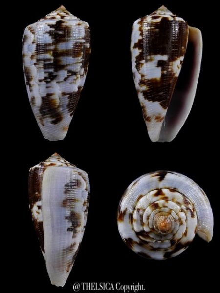 Floraconus anemone novaehollandiae 36,7 mm F+++/Gem-0
