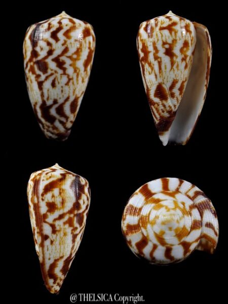 Graphiconus spectrum 43,6 mm Gem (-)-0