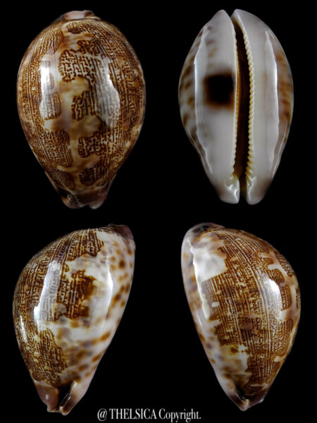 Leporicypraea mappa admirabilis 73,8 mm Gem-0