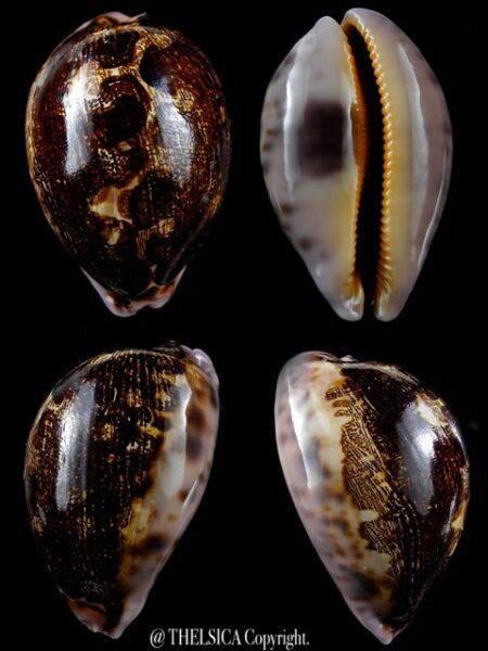 Leporicypraea mappa viridis montrouzieri N&R 72 mm Gem-0