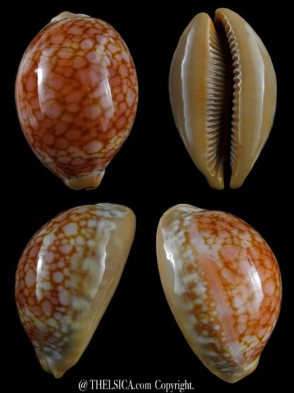 Lyncina broderipii somalica 65,4 mm GEM -0