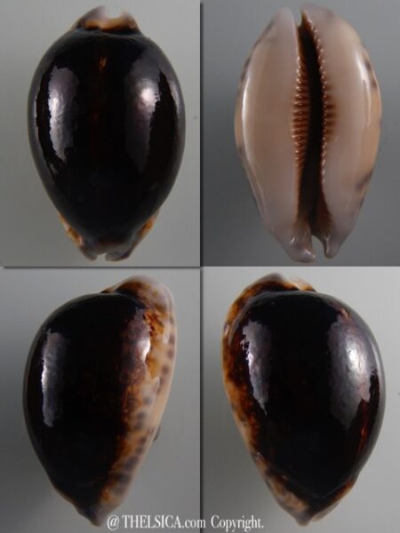 Mauritia eglantina N&R 59,2 mm Gem-0