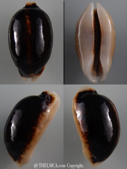 Mauritia eglantina N&R 59,4 mm Gem-0