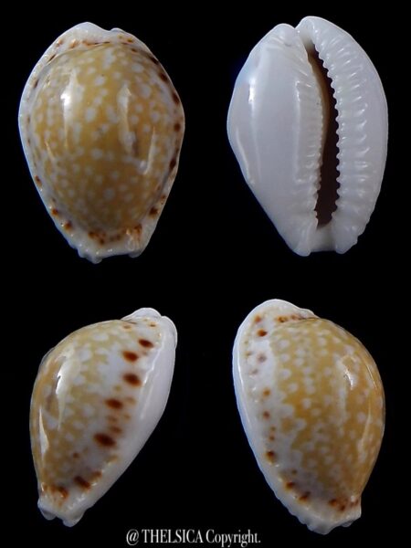 Naria cernica viridicolor 20,8 mm Gem-0