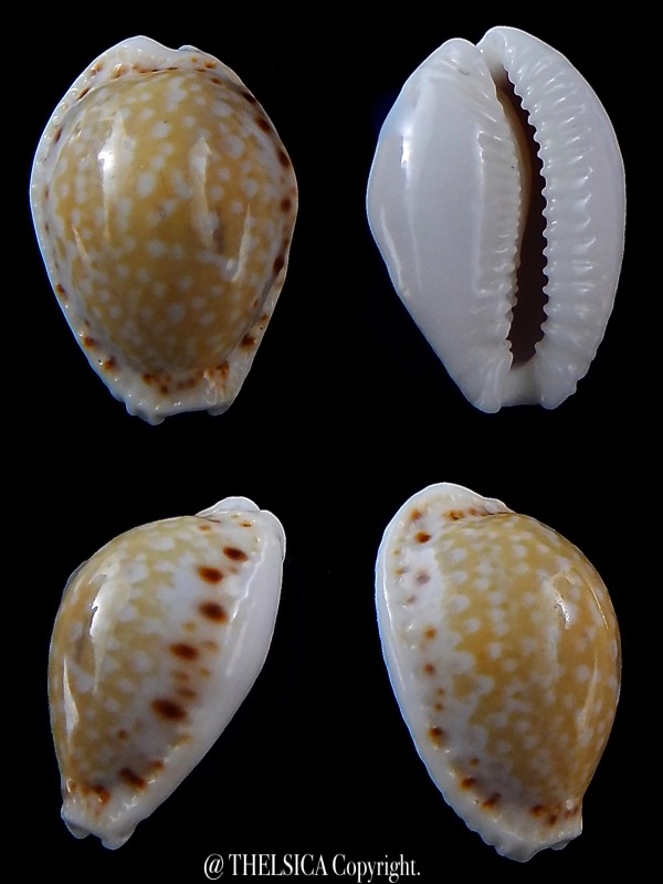 Naria cernica viridicolor 20,8 mm Gem-0