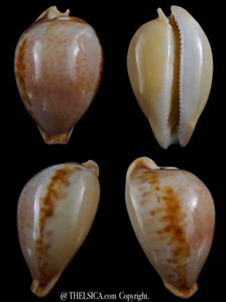 Nesiocypraea teramachii polyphemus 57,2 mm Gem-0