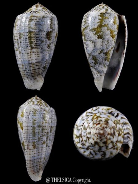 Pionoconus barbara 46,8 mm Gem-0