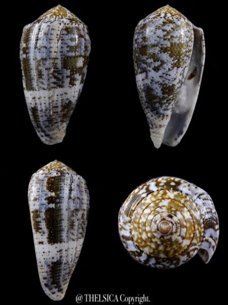Pionoconus barbara 54,3 F+++-0