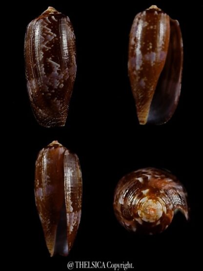 Conus obscurus 23,1 mm Gem-0