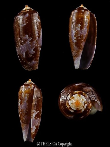 Conus obscurus 23,4 mm Gem-0