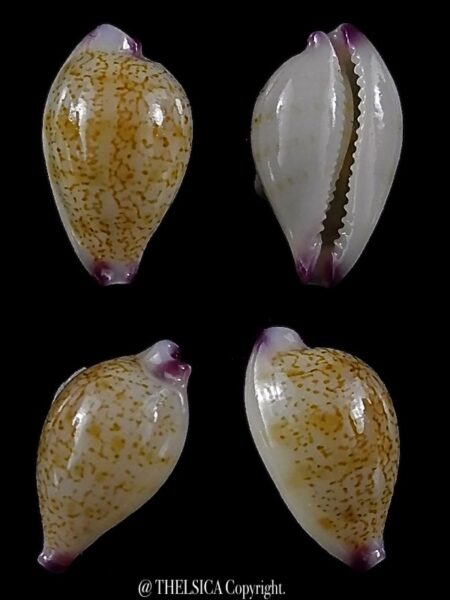 Purpuradusta barbieri ... 11,5 mm gem -0