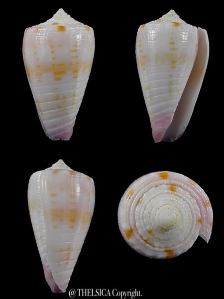 Conus devorsinei 24,8 mm Gem-0