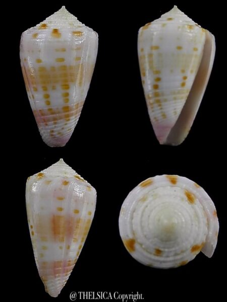 Conus devorsinei 24,9 mm Gem-0